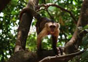 Hato Pigero , Baul , Venezuela 