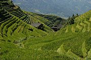 Terrazas de arroz, Longshen, China