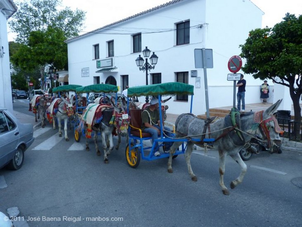 Mijas
Cipreses
Malaga