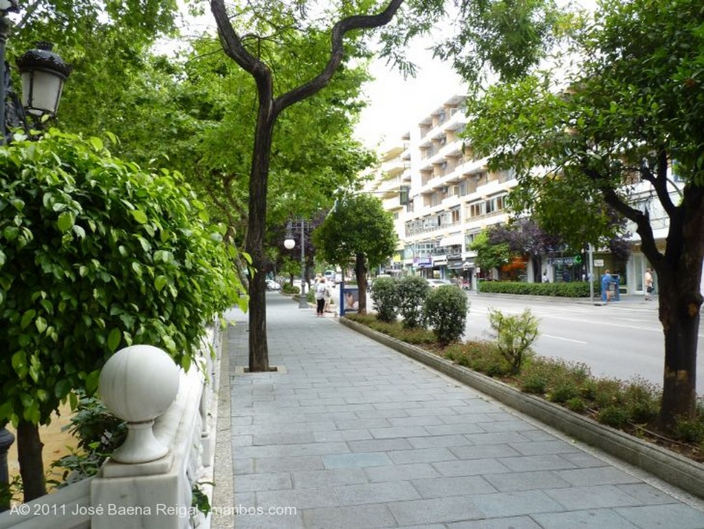 Marbella
Arboles centenarios
Malaga