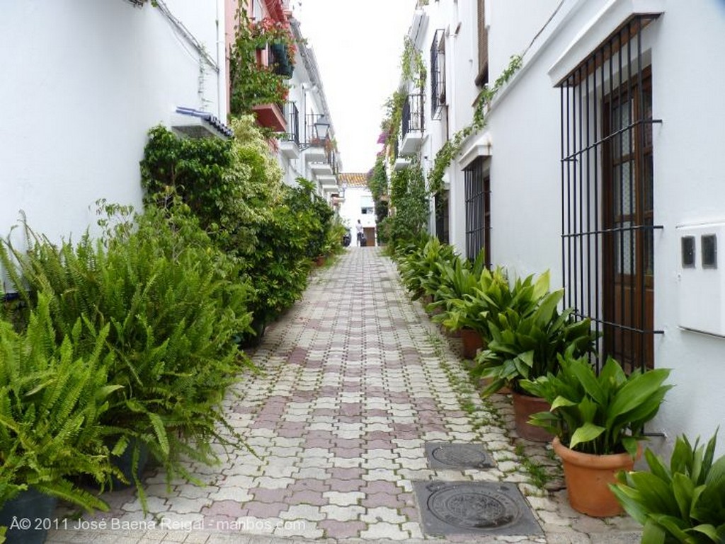 Foto de Marbella, Calle Principe, Malaga, España - Aspidistras y helechos