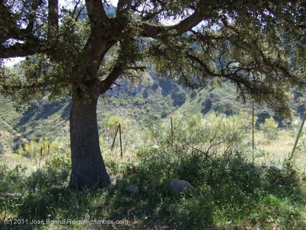 Valle del Genal
Perol del Genal
Malaga