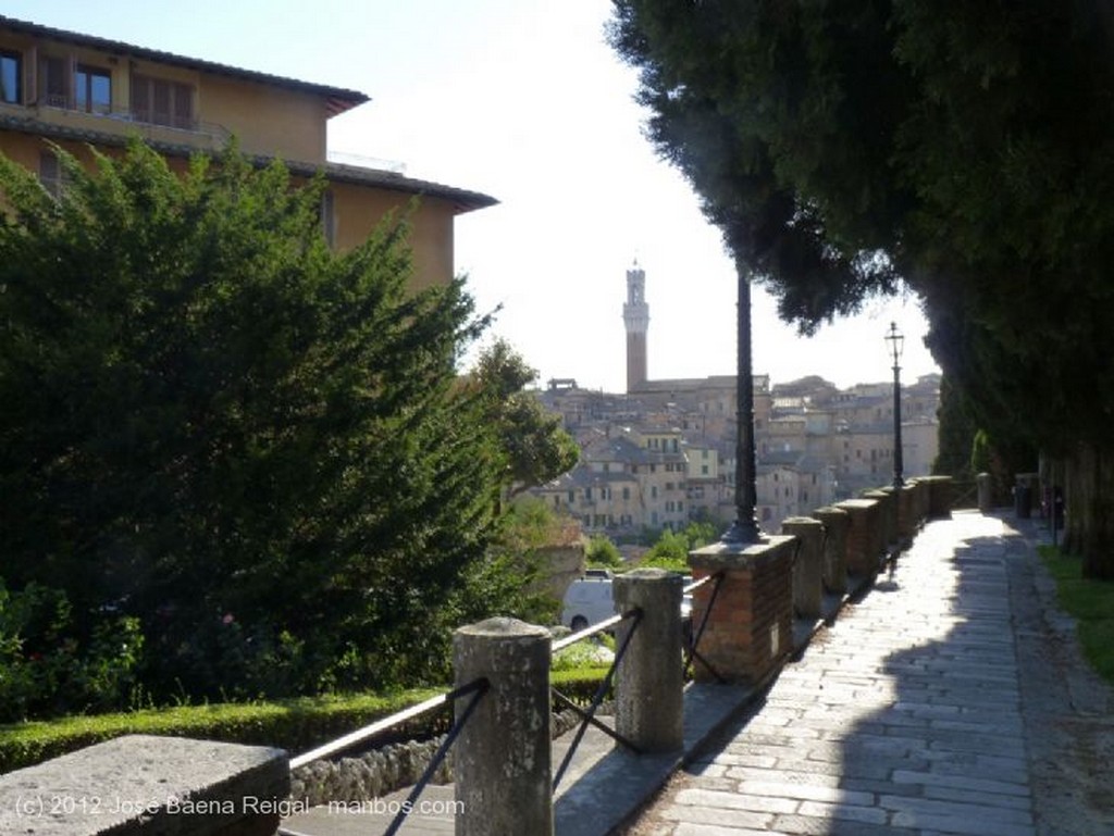 Siena
Seto y pinos
Toscana