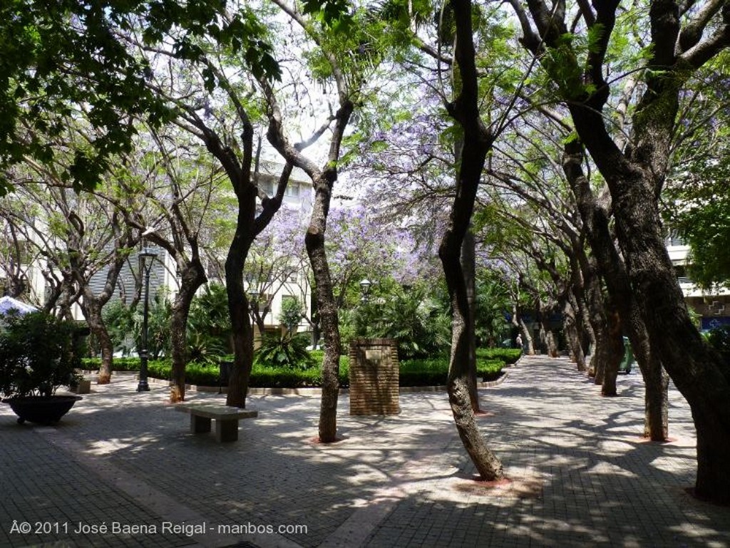 Foto de Marbella, Calle Padre Juan Romero, Malaga, España - Jacarandas