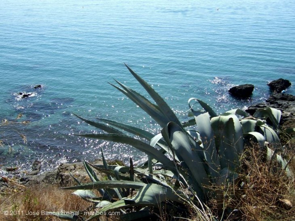 Benalmadena
Olivo y mar
Malaga