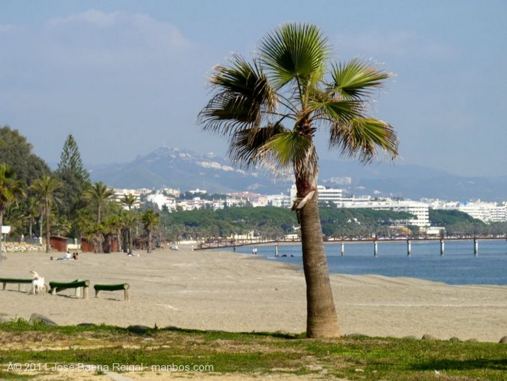 Foto de Marbella, Playa de Puente Romano, Malaga, España - Palmera solitaria