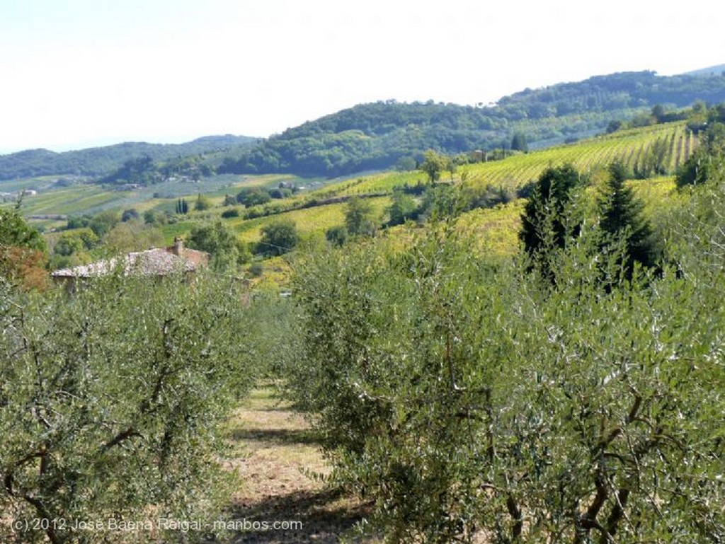 Montepulciano
Venta de funghi porcini
Siena