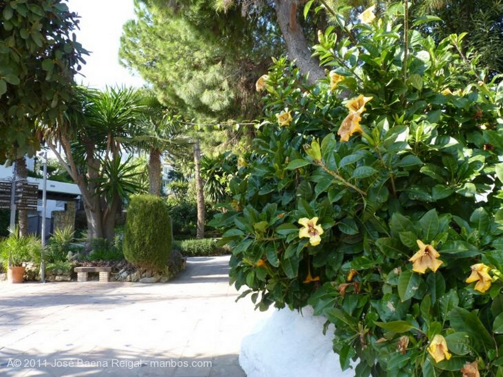 Marbella
Adelfas y araucaria
Malaga