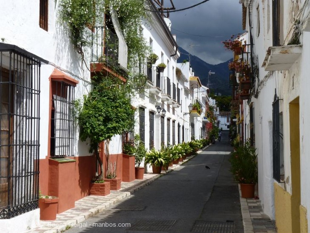 Marbella
Aspidistras y helechos
Malaga