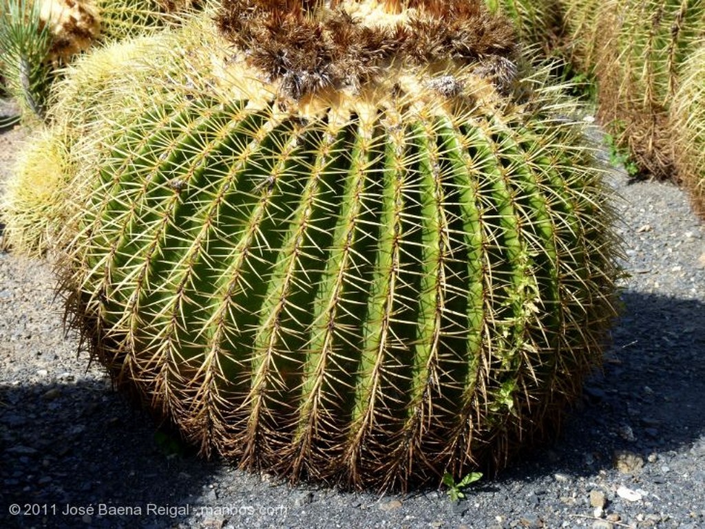 Benalmadena
Parterre de echinocactus
Malaga