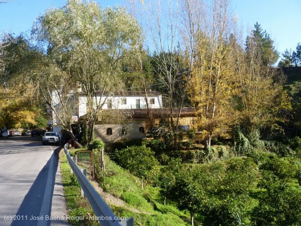 Valle del Genal
Cardo borriquero
Malaga