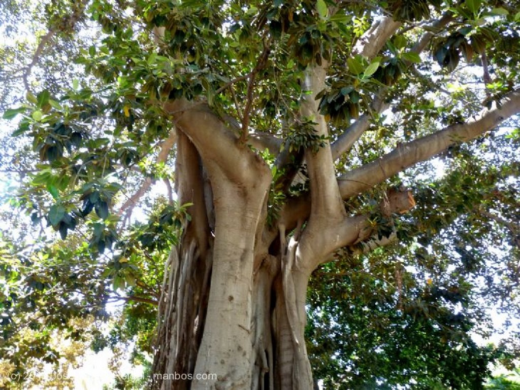 Malaga
Ficus centenario
Malaga