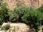 Gargantas del Todra
Palmeras, olivos y frutales 
Ouarzazate