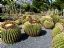 Benalmadena
Parterre de echinocactus
Malaga