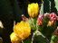 Benalmadena
Flores de cactus
Malaga