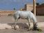 Meknes
Caballo blanco
Meknes