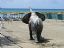 Marbella
Elefante marinero
Malaga