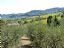 Montepulciano
Vides y olivos
Siena