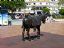 Mijas
Monumento al burro-taxi
Malaga