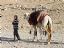 Palmira
Muchacho beduino y su camello
Tadmor