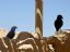 Masada
Cria cuervos
Distrito Meridional