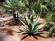 Jardin Majorelle, Marrakech, Marruecos