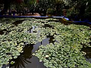 Jardin Majorelle, Marrakech, Marruecos