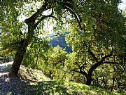 Benarraba, Valle del Genal, España