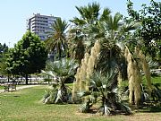 Avenida de Andalucia, Malaga, España