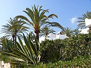 Playa de Casablanca, Marbella, España