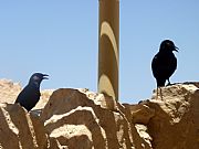 Masada, Masada, Israel