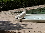 Jardines de Pedro Luis Alonso, Malaga, España