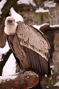 Zoo de Berlin, Berlin, Alemania