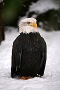 Zoo de Berlin, Berlin, Alemania