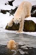 Zoo de Berlin, Berlin, Alemania