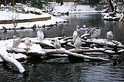 Zoo de Berlin, Berlin, Alemania