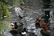 Zoo de Berlin, Berlin, Alemania