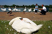 Kesington Gardens, Londres, Reino Unido